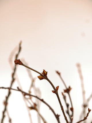 Fresh winter twigs with willow catkins