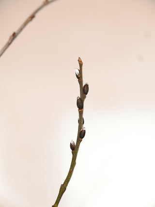 Fresh winter twigs with willow catkins