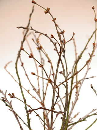 Fresh winter twigs with willow catkins