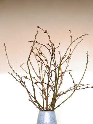 Fresh winter twigs with willow catkins