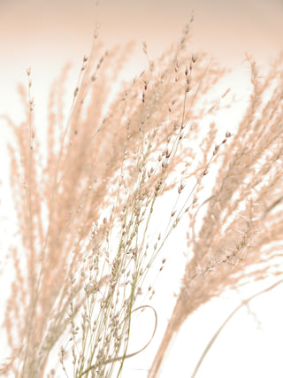 Winter grasses