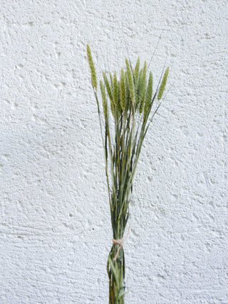 Grüne Borstenhirse