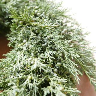 Adventskranz 'Silberwald'