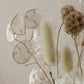 Kleiner Trockenblumenmix 'Lunaria' (Bio)