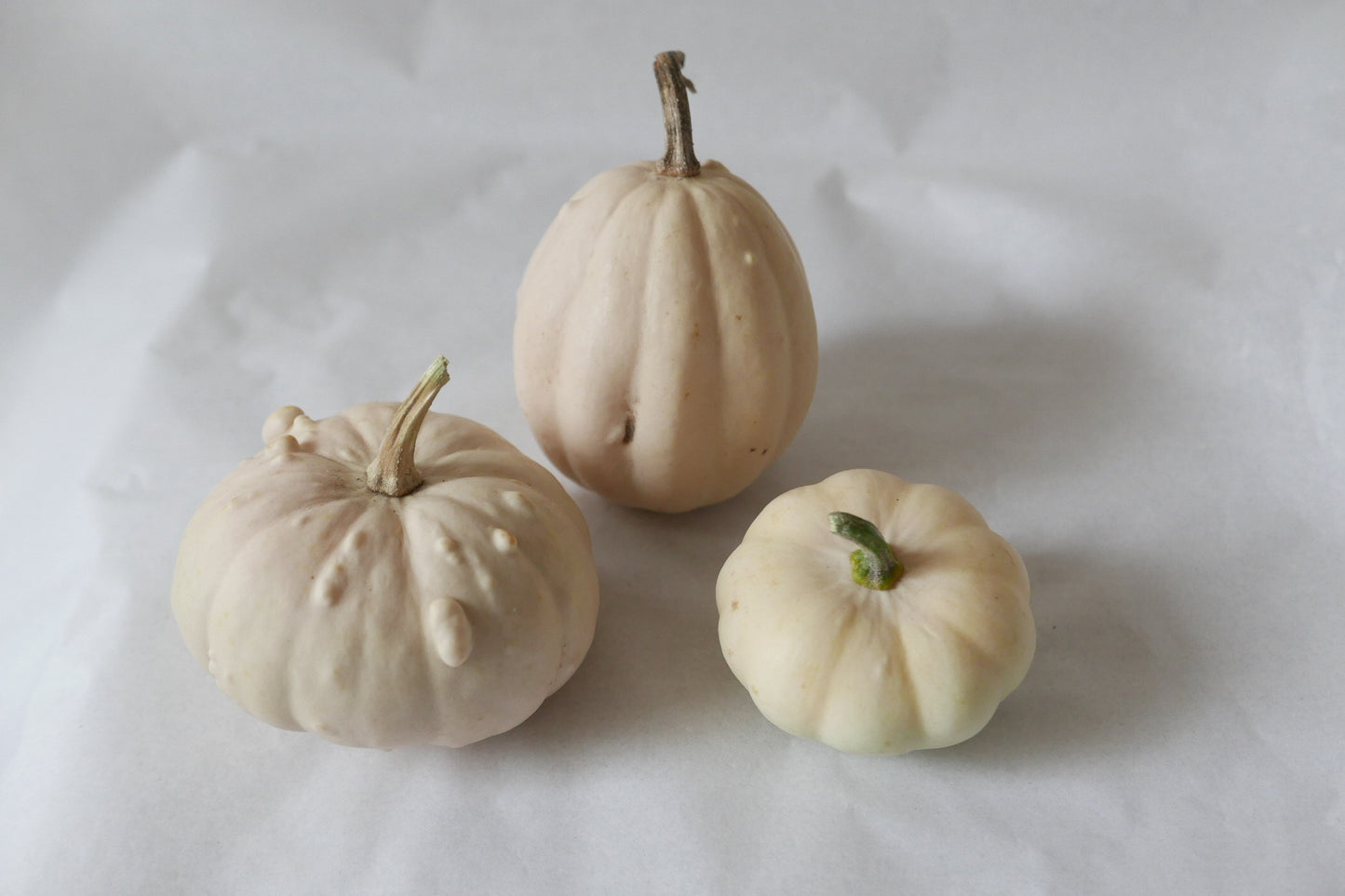 3 white, small ornamental pumpkins