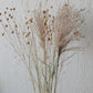 Kleiner Trockenblumenmix 'Goldgelb' (Bio)