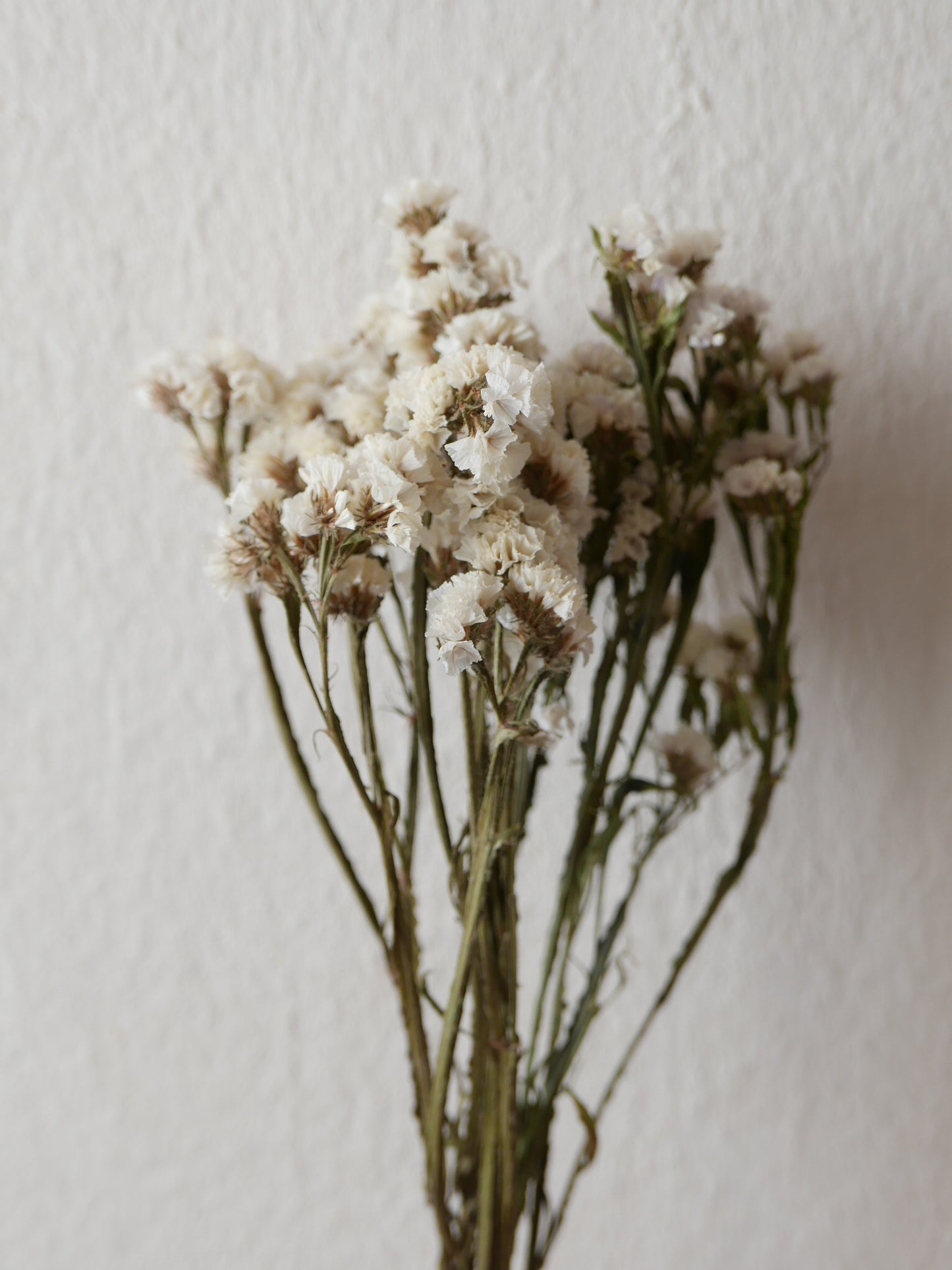 weißer strandflieder statice biologischer anbau slowflowers trockenblumen
