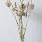 Kleiner Trockenblumenmix 'Stellina'