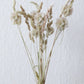 Kleiner Trockenblumenmix 'Stellina'