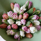 bio-tulpen, tulpen slow flowers leipzig, frühlingsstrauß, pastell, verschenken, hochzeit