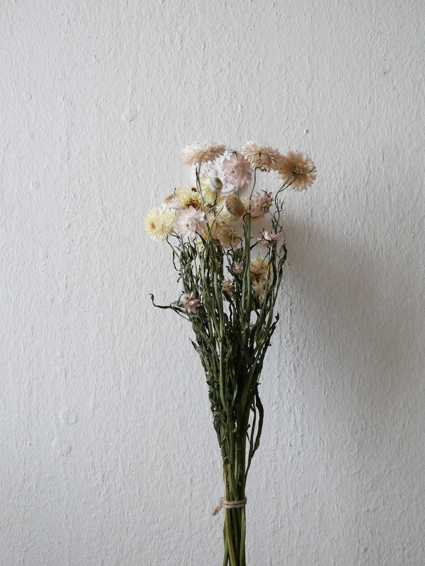 Strohblumen, zartes Rosa & Gelb