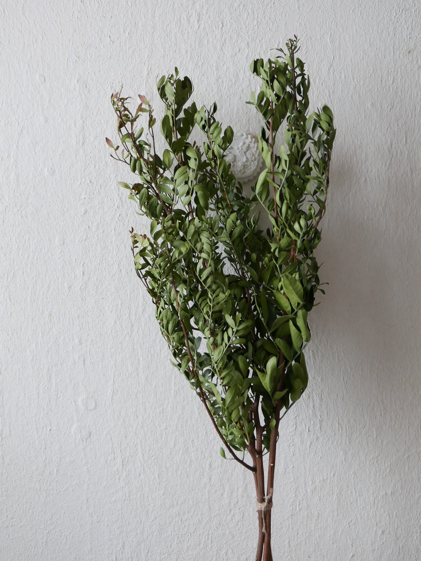 pistazienzweige getrocknet grün bio slowflowers leipzig