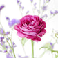 postkarte rose slow flowers limonium